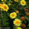 common fleabane (Pulicaria dysenterica) Kenneth Noble